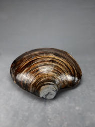 Keramik Islandmuschel Bildhauer Bjrn Poppinga